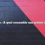 Question : À quoi ressemble une graine de pêche